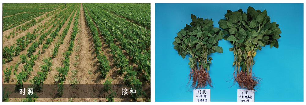 agׯ�������ƽ���������Ӧ�������󶹲�������