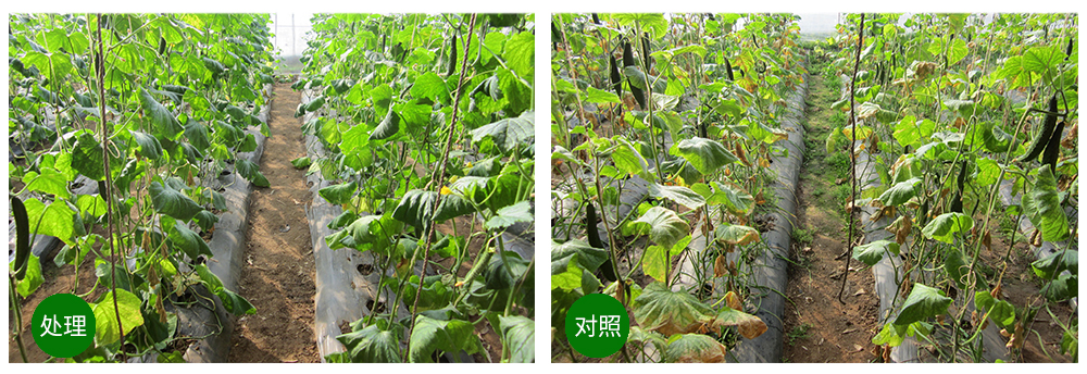 agׯ����������������ǽ���ƹϸ����߳�����