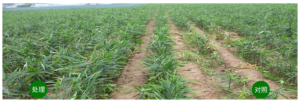 agׯ��������������������������󽪡�����������