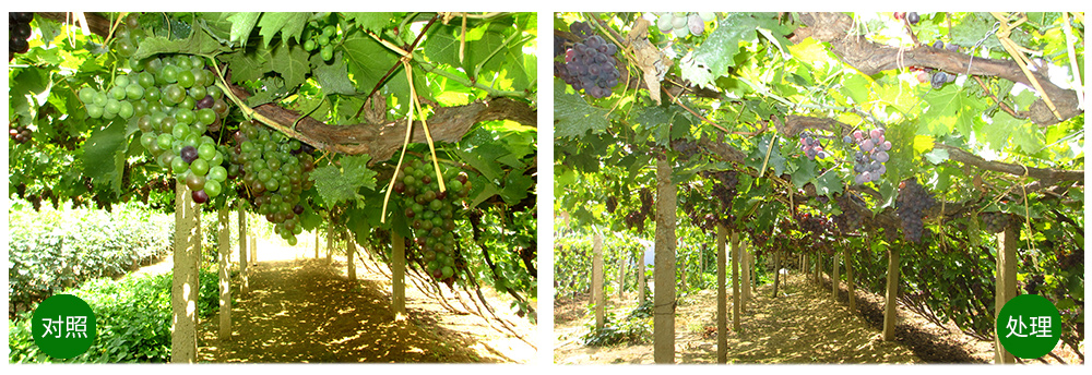 agׯ���������+���׼�+��ֲ�ᡱ�ù���������